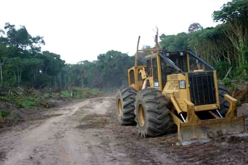 La rdc approuve l'abattage de forets dans une zone riche en co²
