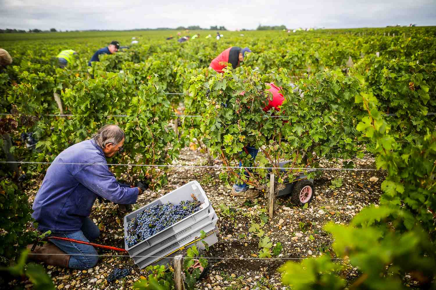 Vendanges Baron Philippe de Rothschild