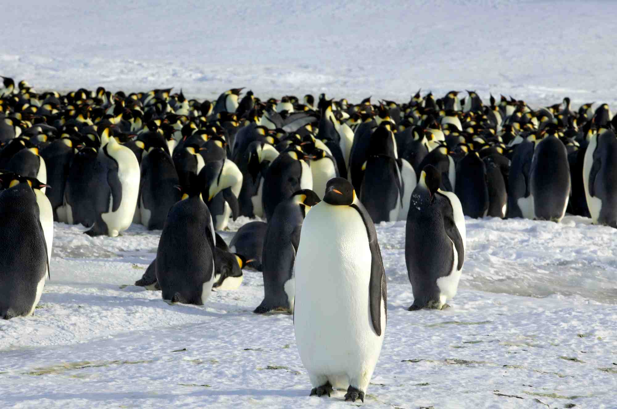 Climat: le manchot empereur gravement menace d'extinction
