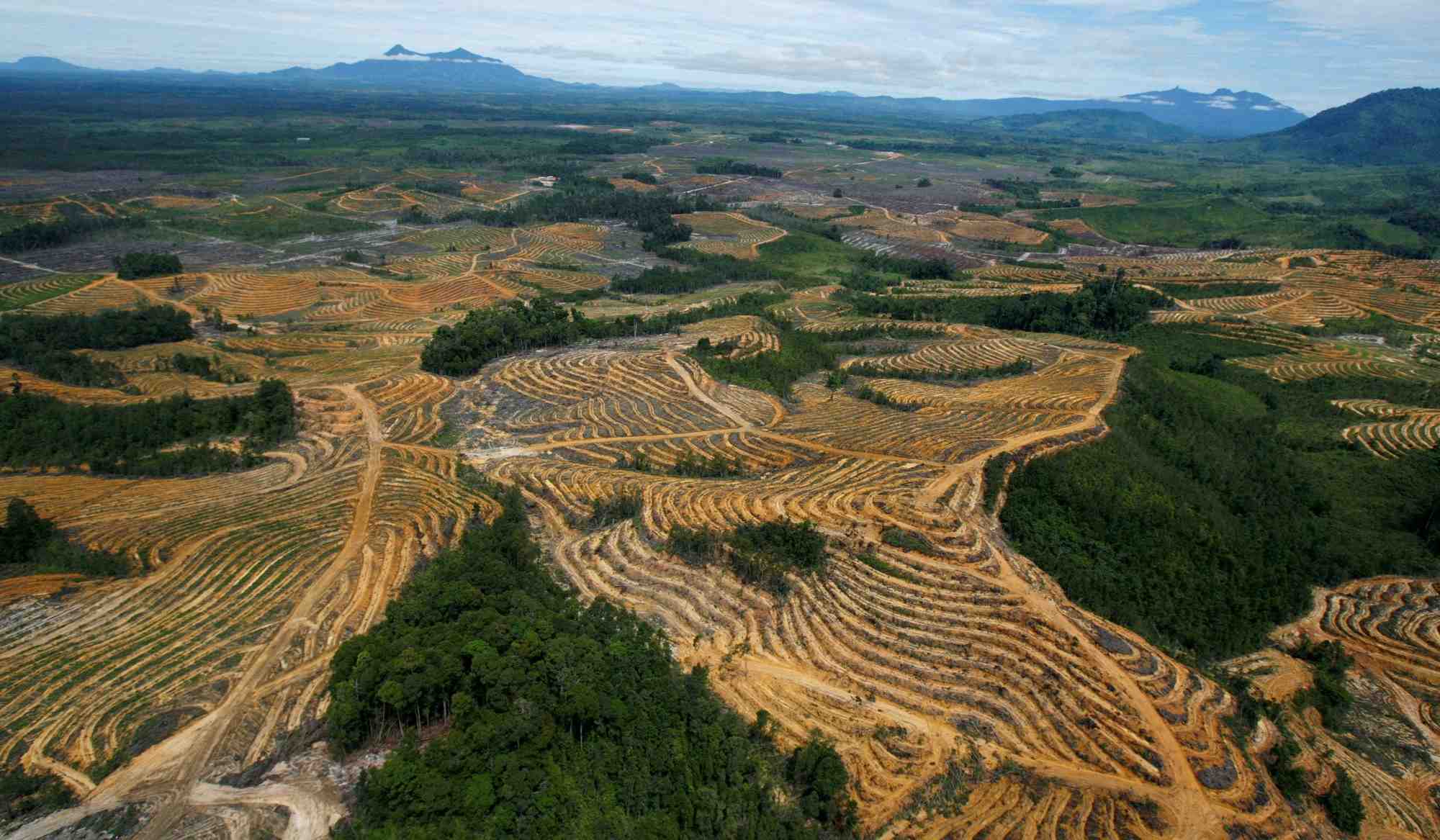 Photo d'une zone de foret en cours d'amenagement pour des plantations d'huile de palme