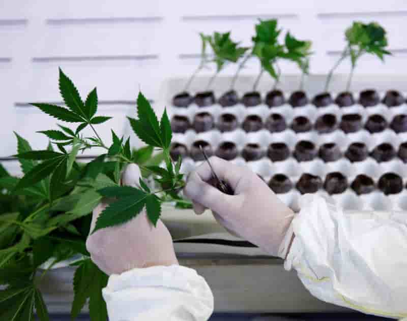 Le parlement portugais autorise l'usage therapeutique du cannabis