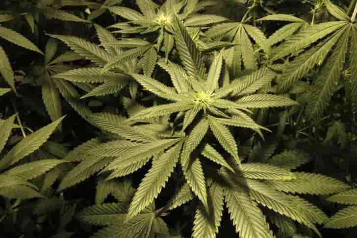 Trois tonnes de resine de cannabis saisies dans les landes