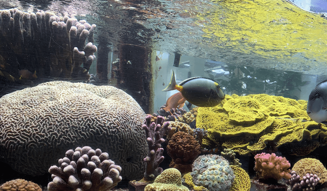 Corail CSM