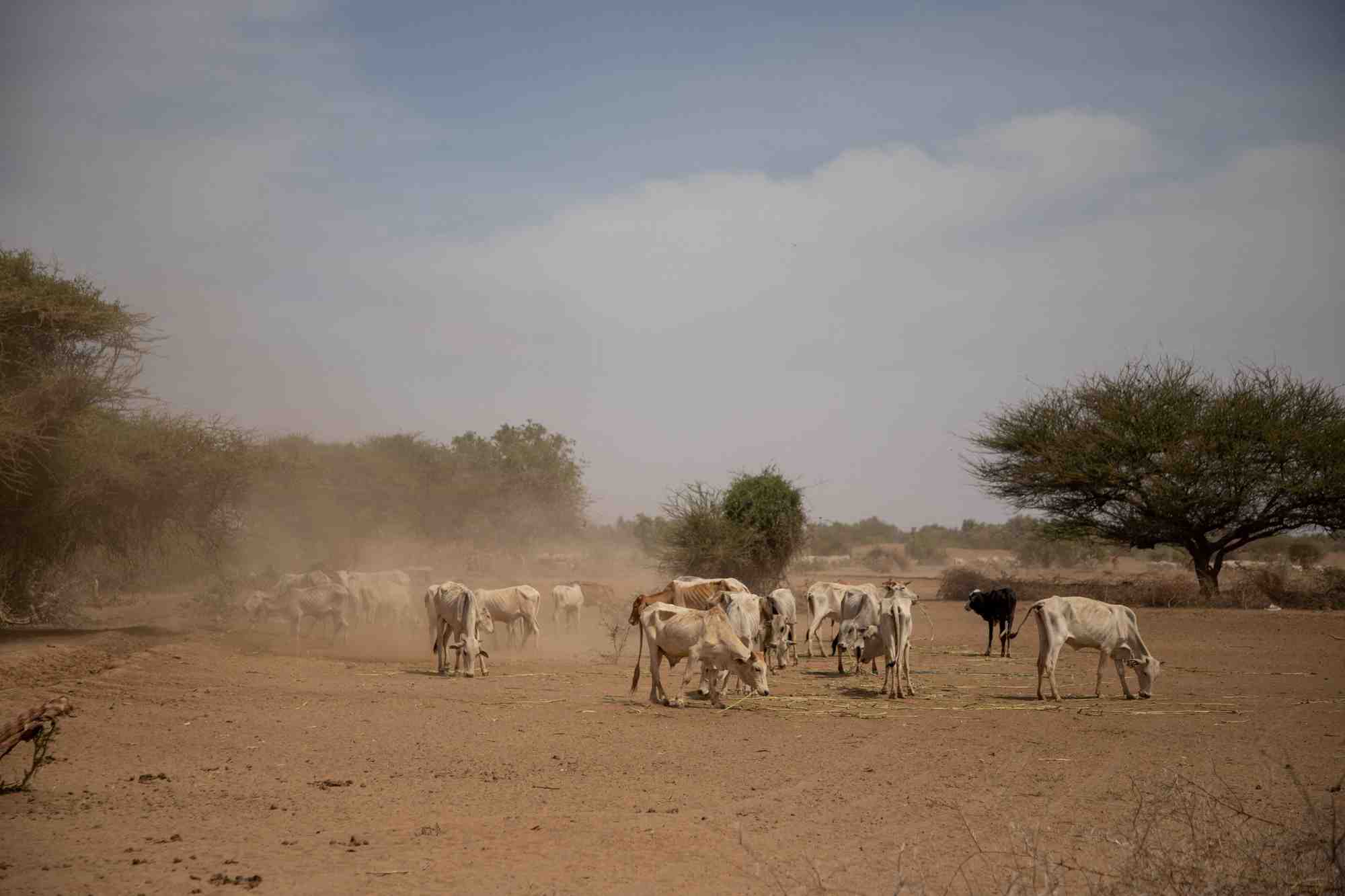La famine menace dans la corne de l'afrique, selon l'onu