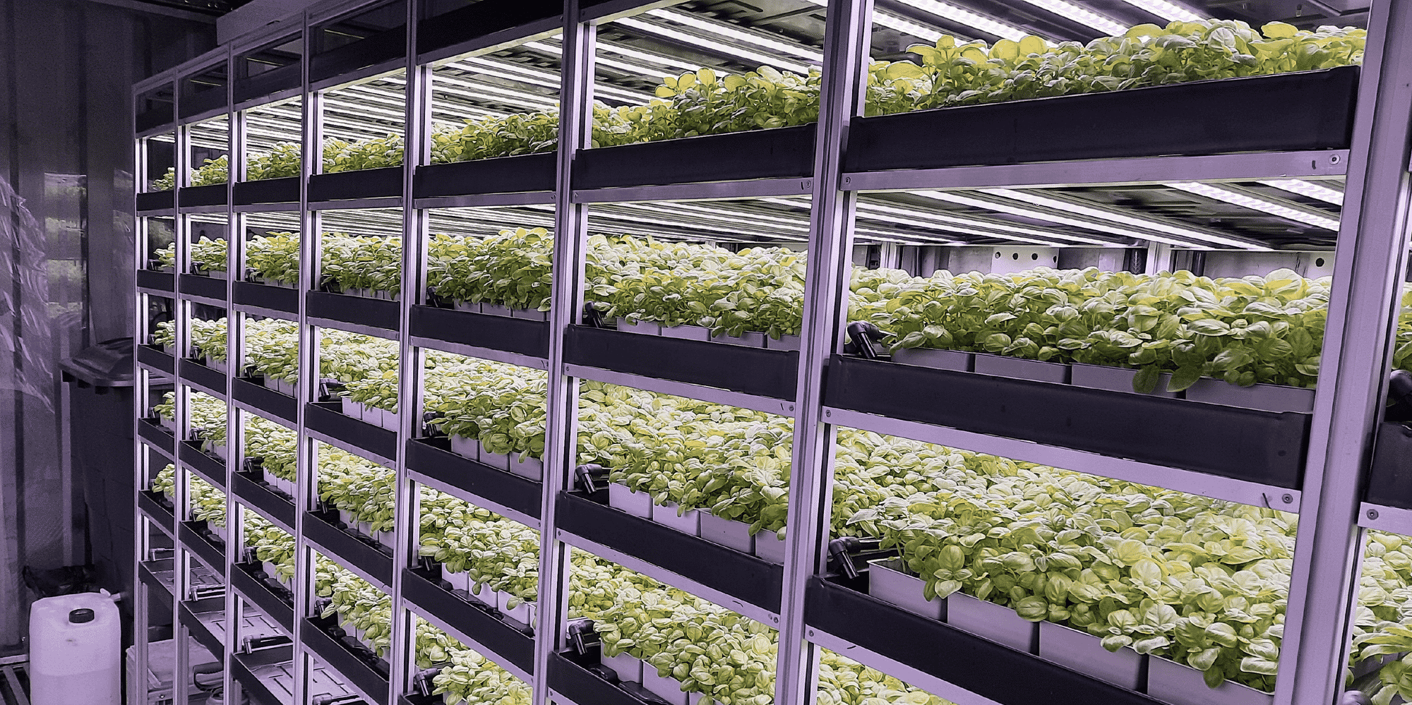 L'Auvergnat Limagrain s'associe au fabricant de containers VIF Systems en direction de l'agriculture verticale.