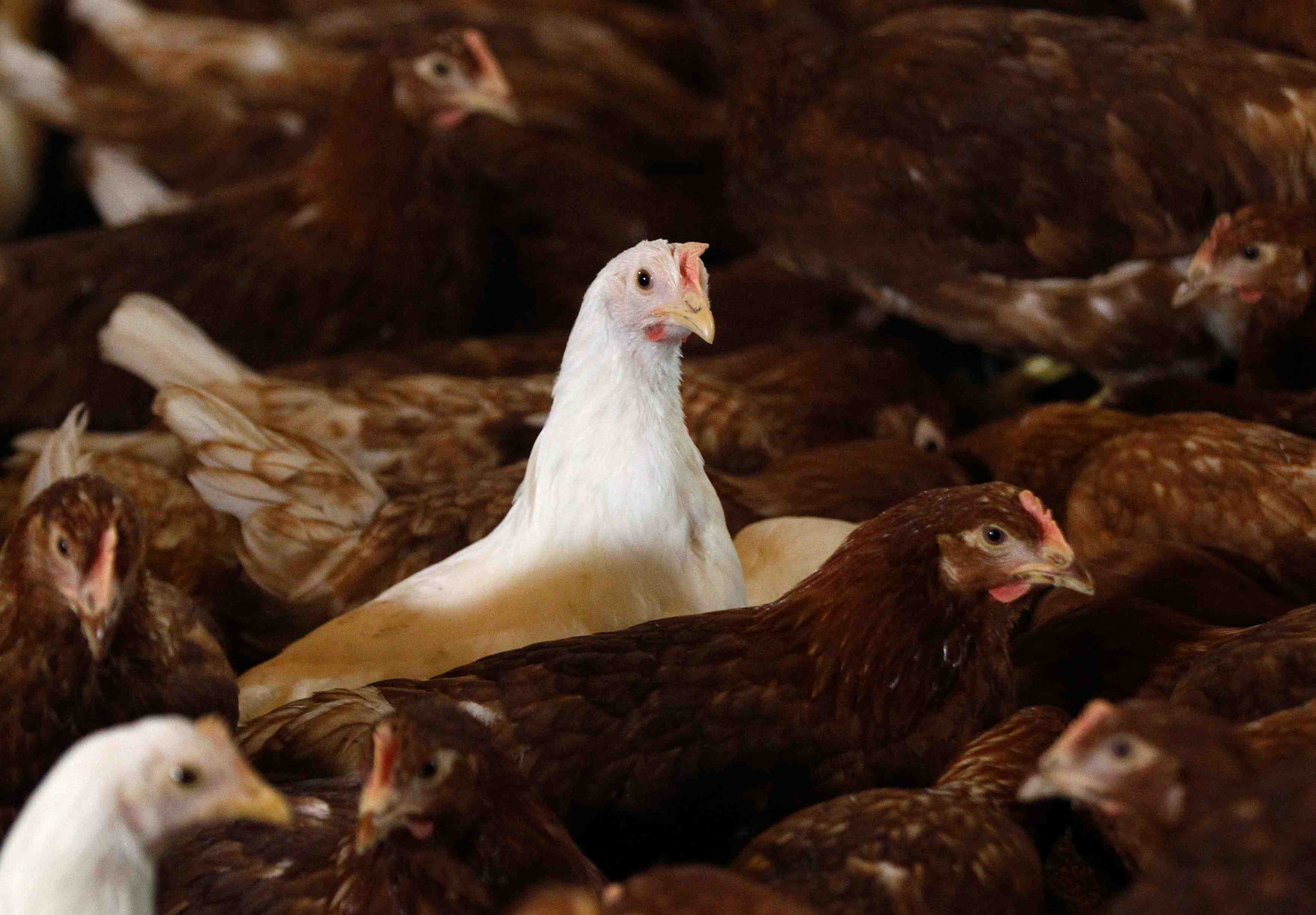 La presence du virus h5n8 confirmee dans un autre elevage allemand
