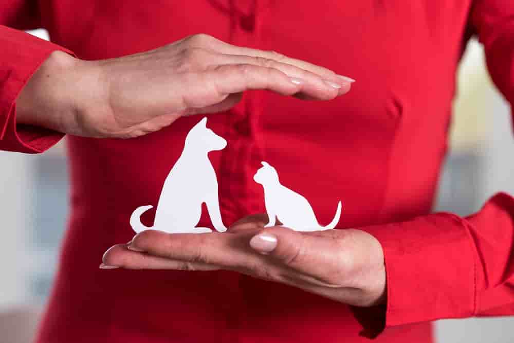 Comparateur assurance animaux