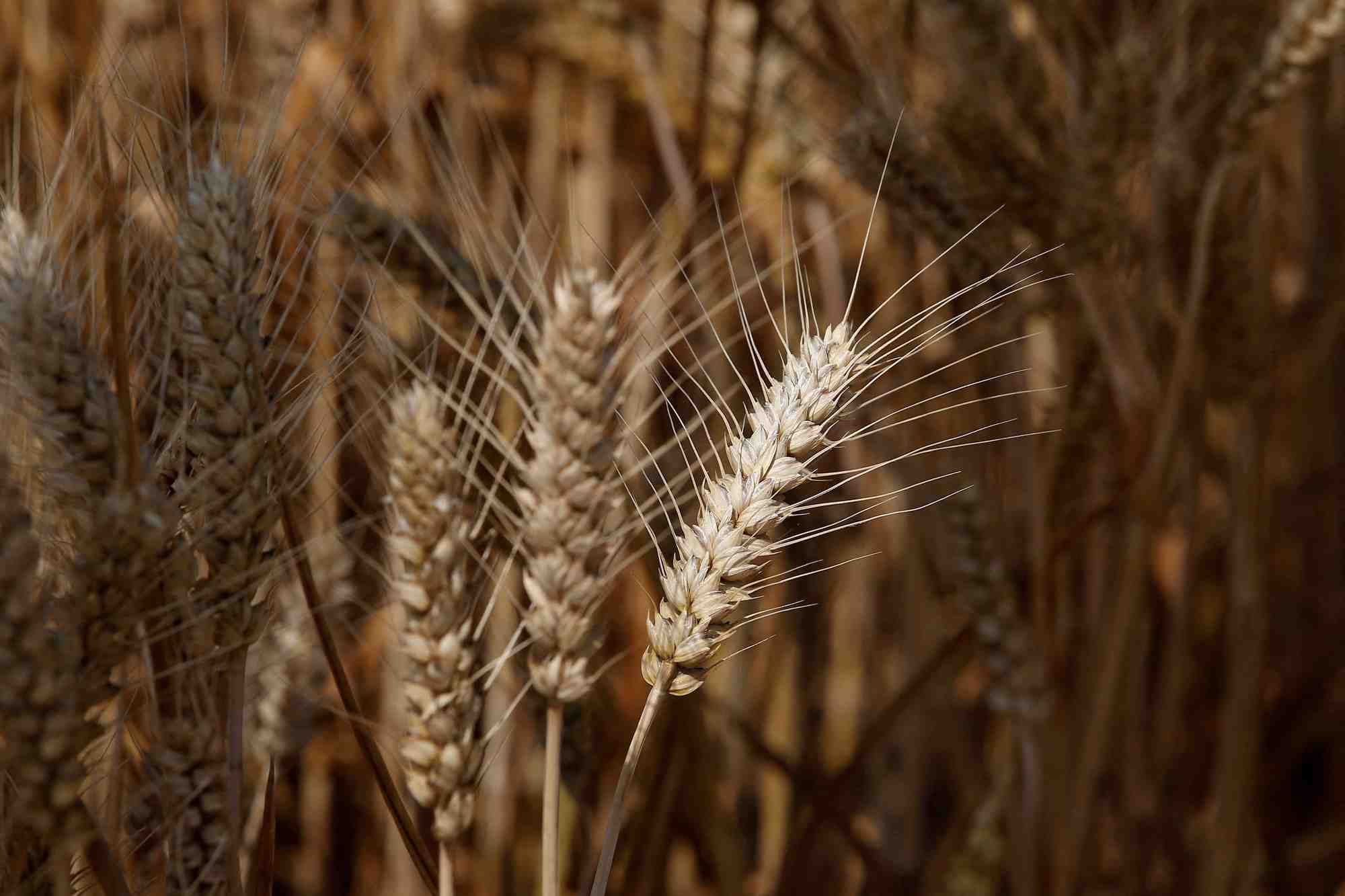 Visite des medias dans une ferme de syngenta, dans le comte de wei, en chine