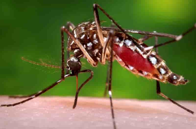 Quatrième cas de dengue autochtone dans le sud de la France