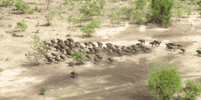 Parc Arly Burkina Faso