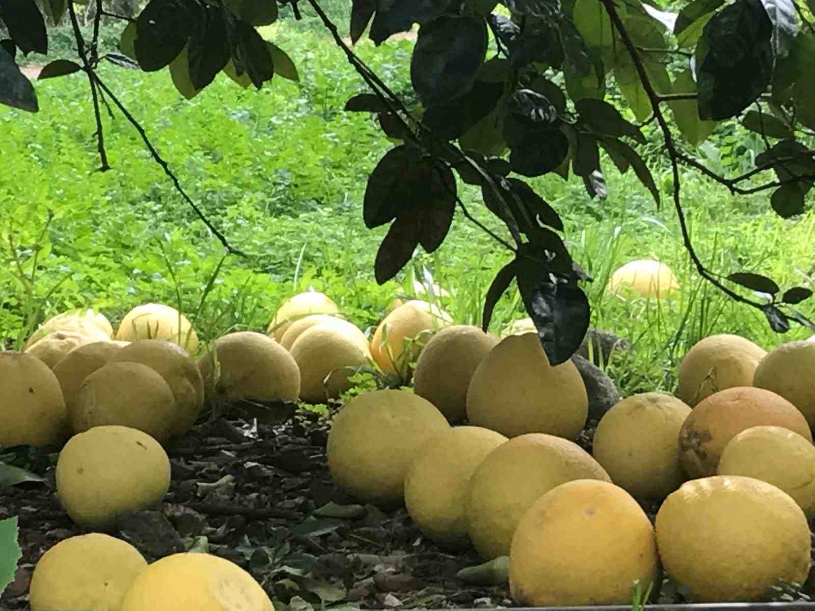 L’Inrae travaille à la diversification des agrumes et à leur adaptation au changement climatique.