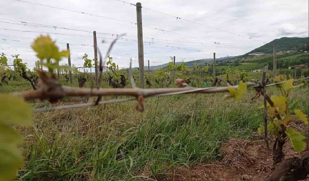 gel vigne et arboriculture