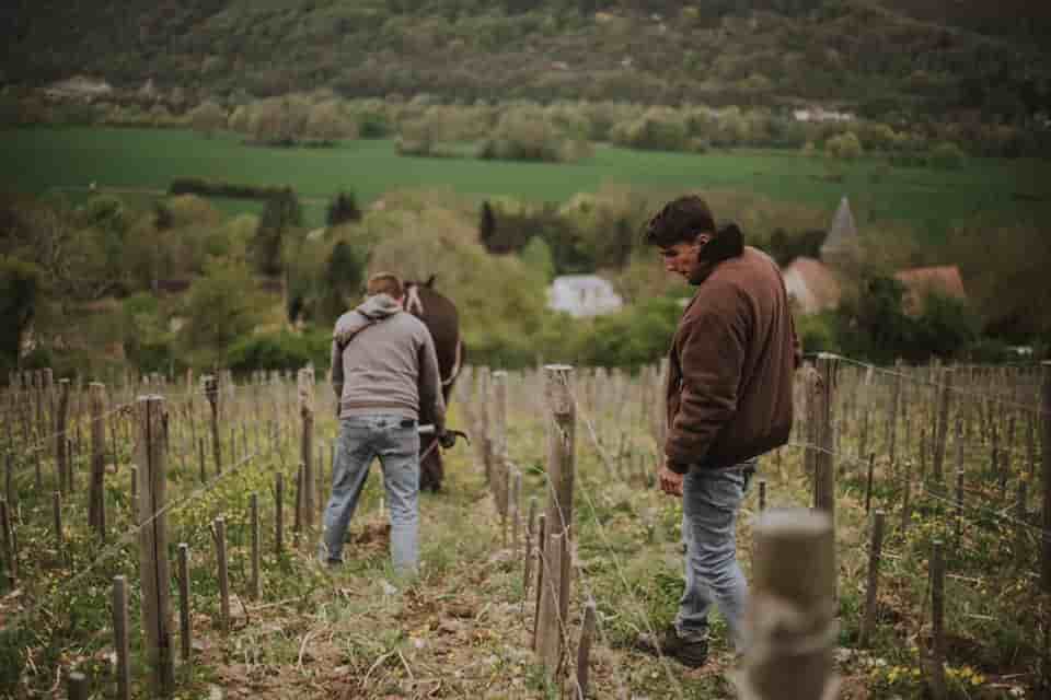 Camille Ravinet cultive de la vigne en bio et traction animale au-dessus de Giverny (Eure), sur un terrain qui était un vignoble un siècle auparavant.