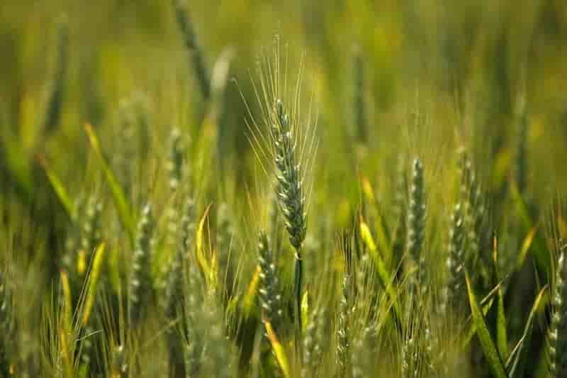 Vilmorin affiche des resultats en baisse