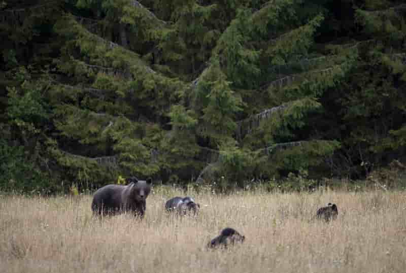 Manifestation contre la reintroduction d'ours en bearn