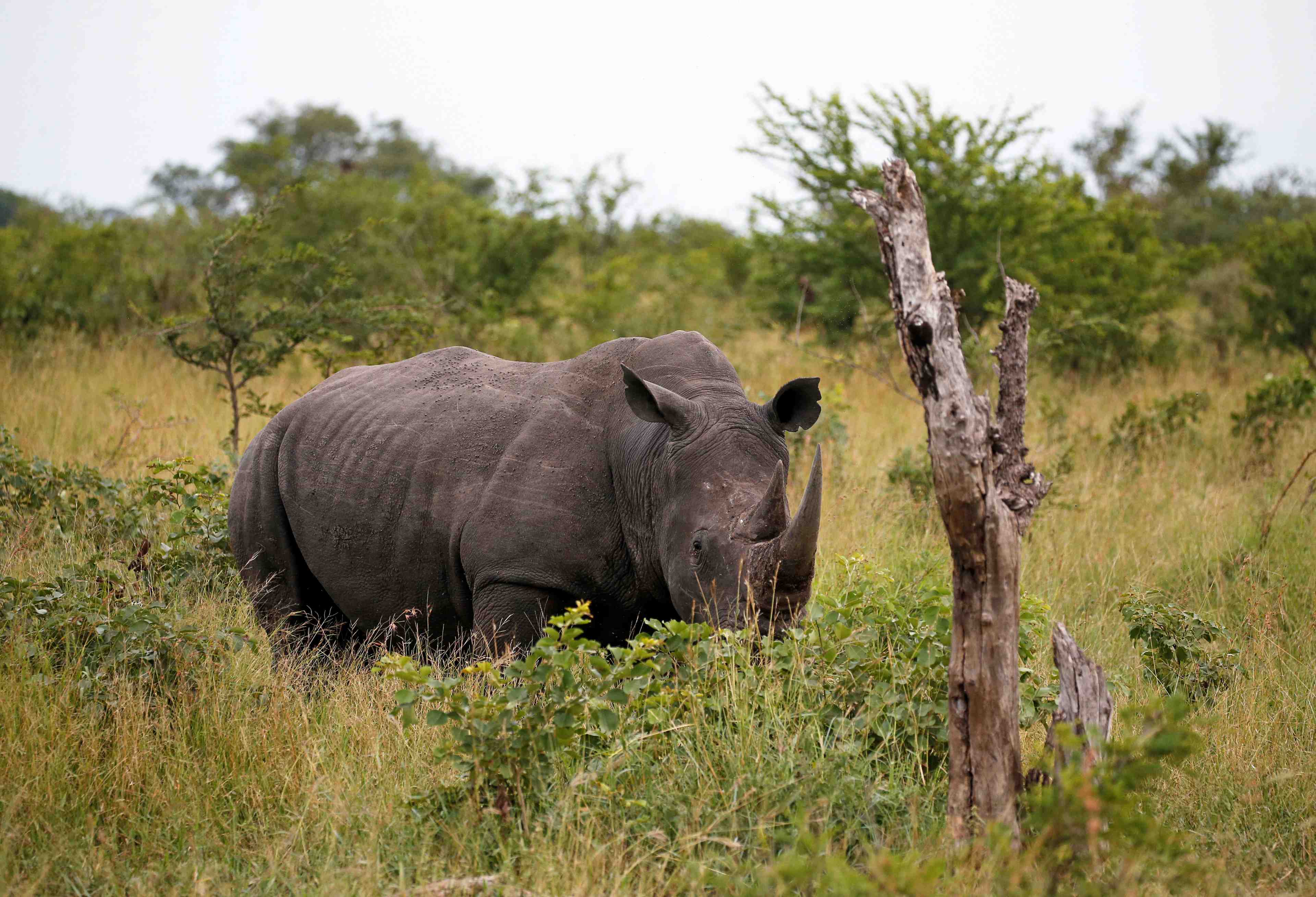 Afrique du sud: le braconnage des rhinoceros reprend apres un repit lie au coronavirus