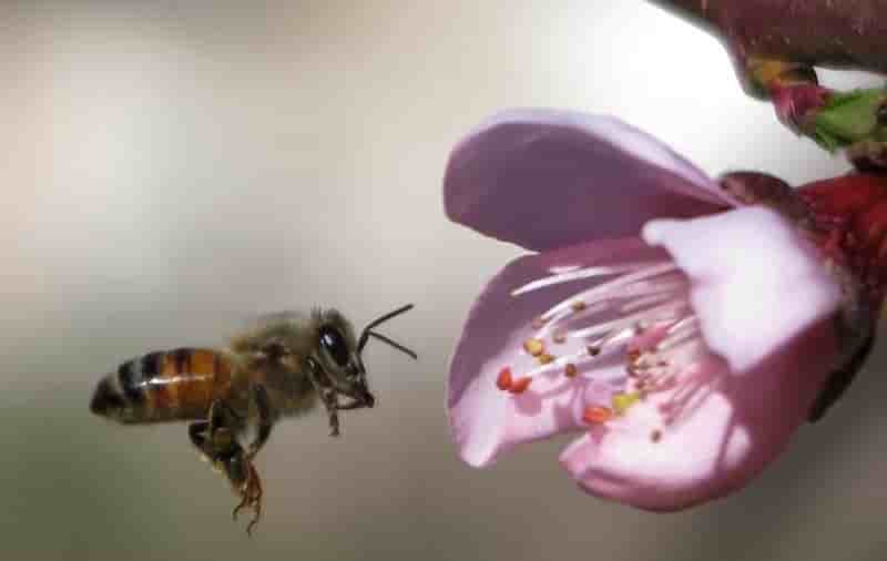 Plus de neonicotinoides en france a partir de 2018