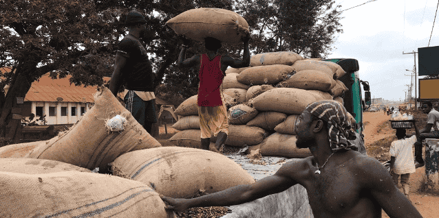 cacao fèves Cameroun