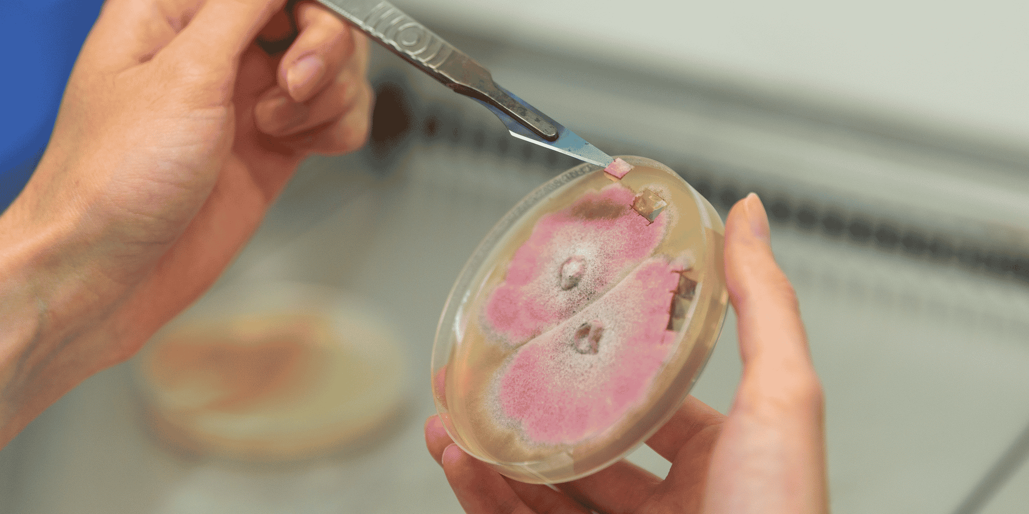 Test d'efficacité in vitro sur des produits biocontrôle mis au point par la deeptech montpelliéraine Mycea, en alternative aux pesticides dans l'agriculture.