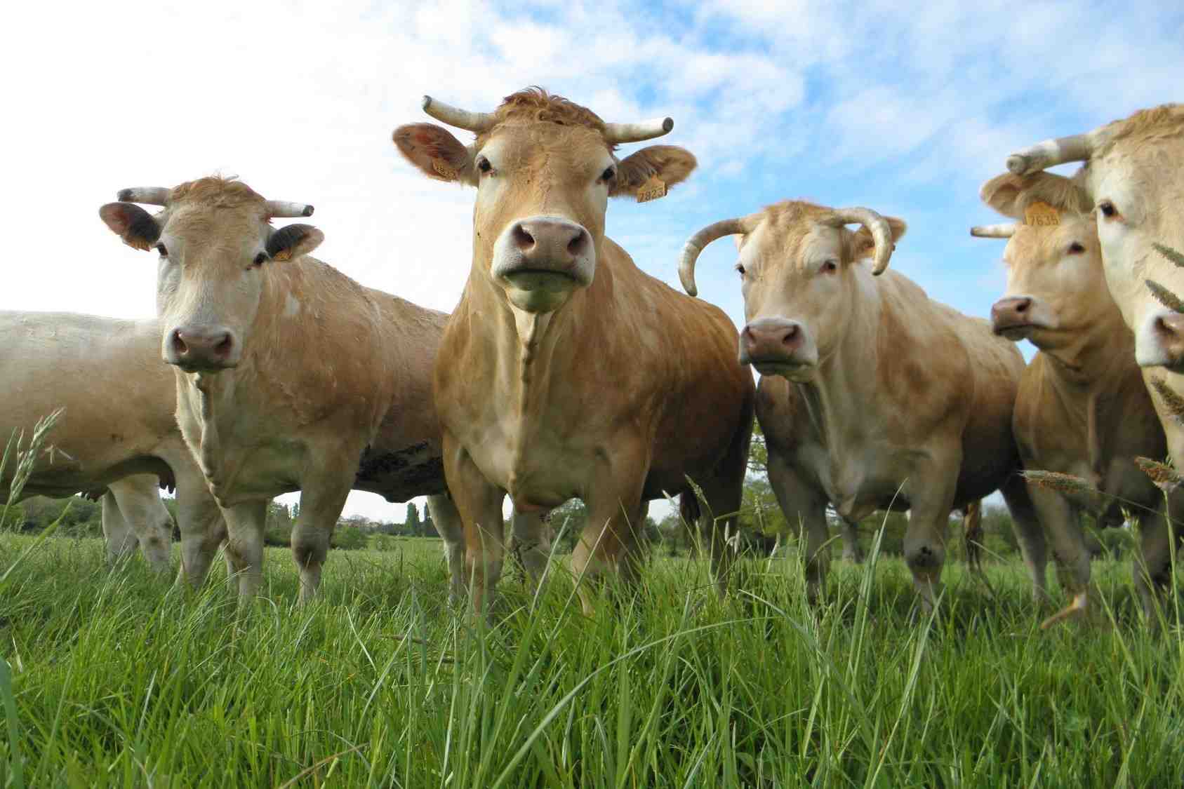 La vaccination a commencé le 18 juillet en Savoie, avec l'objectif d'immuniser jusqu'à 285 000 bovins dans un périmètre de 50 kilomètres. (Photo d'illustration.)