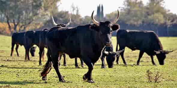 Taureaux, manade gardoise