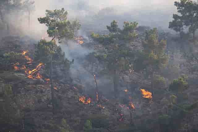 Une partie du territoire de la Grèce a été ravagée par les flammes, conséquence du changement climatique selon les scientifiques