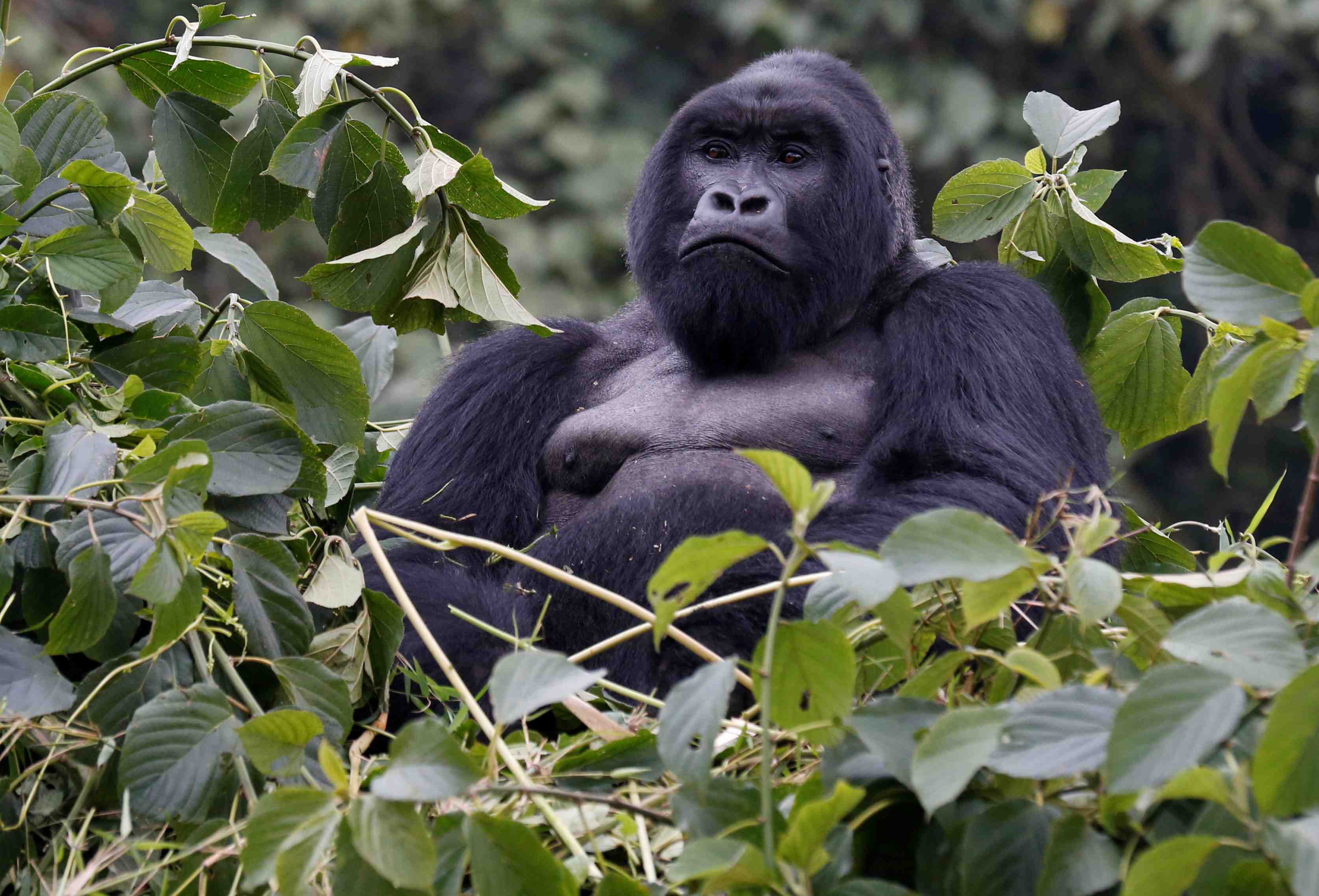 La population de gorilles de montagne depasse 1.000 individus