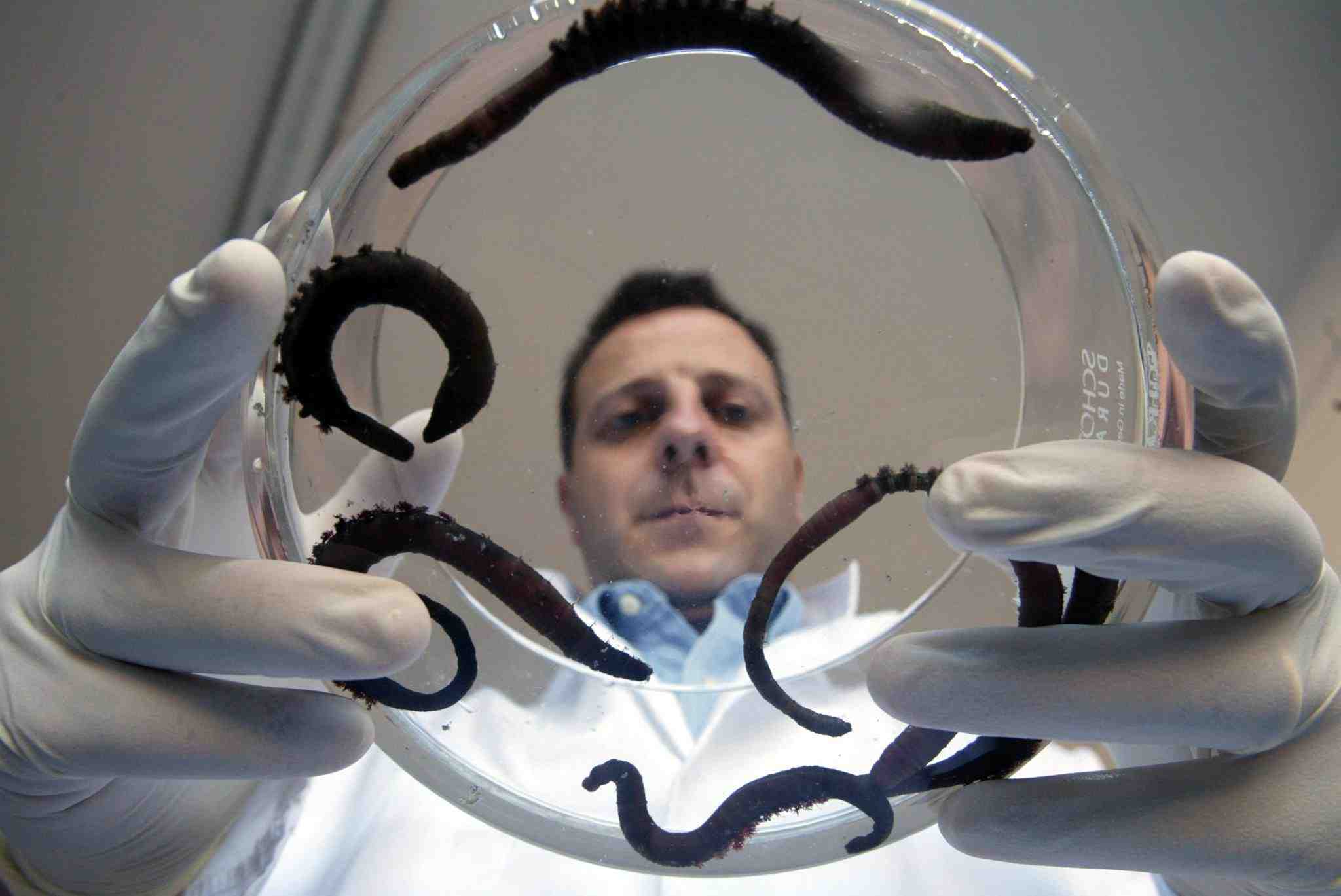Innovation animale
