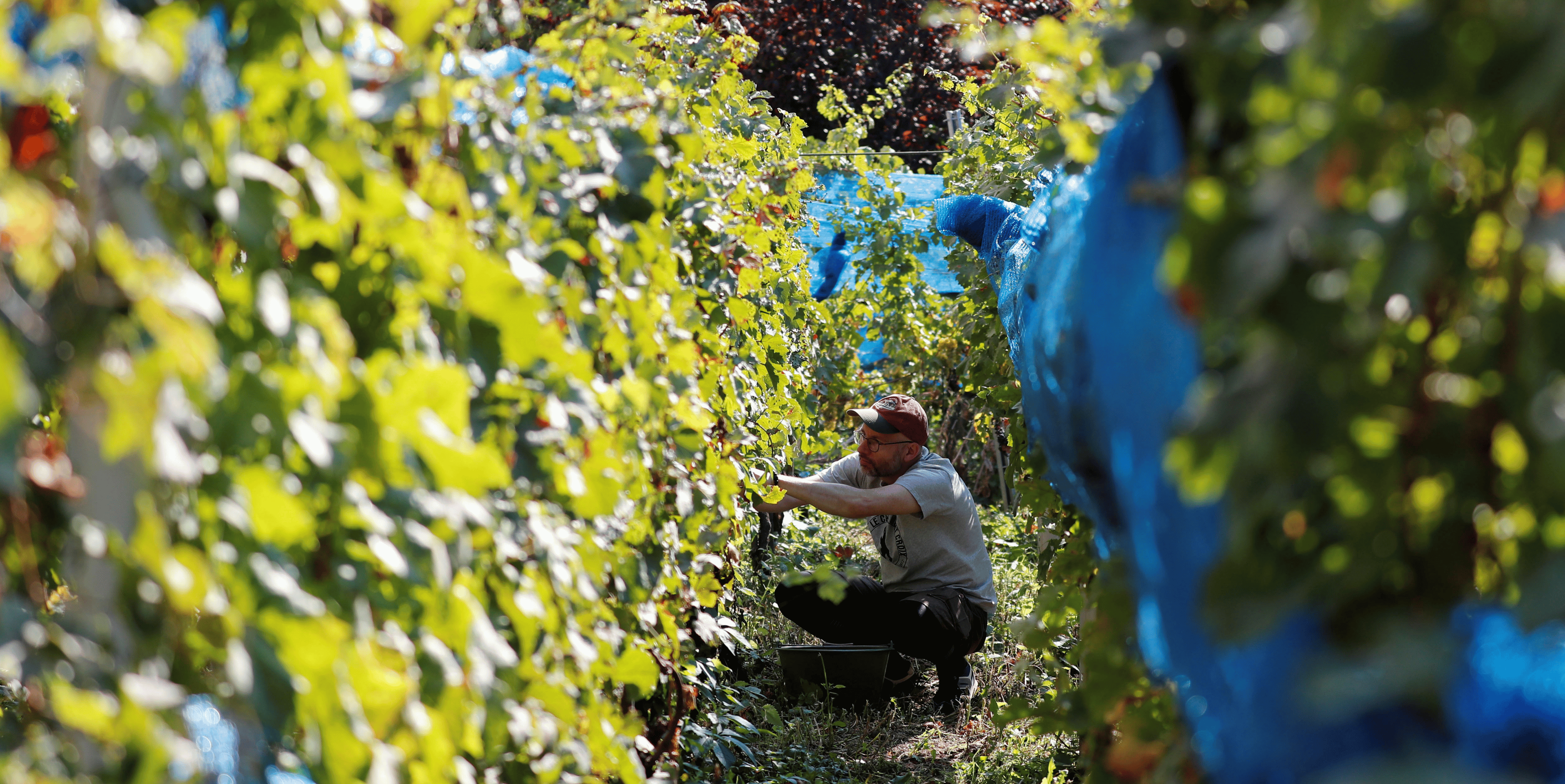 La production mondiale de vin attendue a un plus bas historique