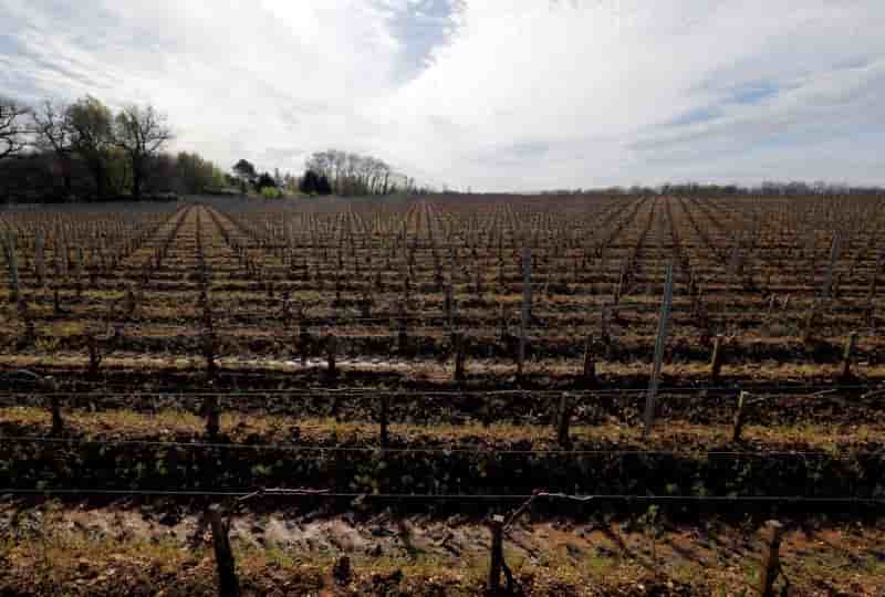 La grele a fait de gros degats dans le vignoble bordelais