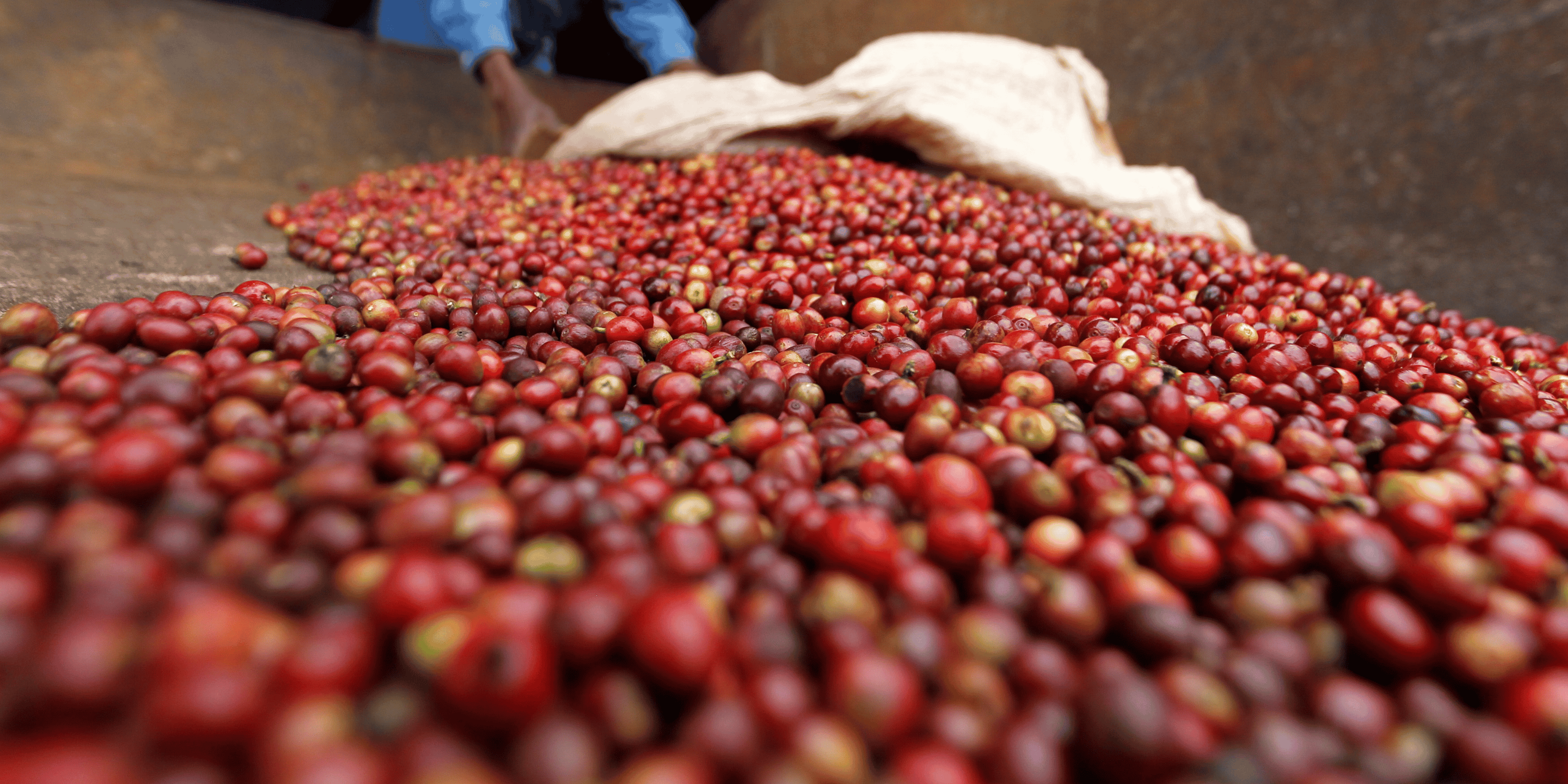 café agriculture agro-industrie