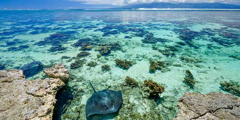Dans le sud de l’océan Pacifique, ceinturé par une immense barrière de corail, le lagon
de Moorea offre un habitat unique pour de nombreuses espèces marines menacées.
