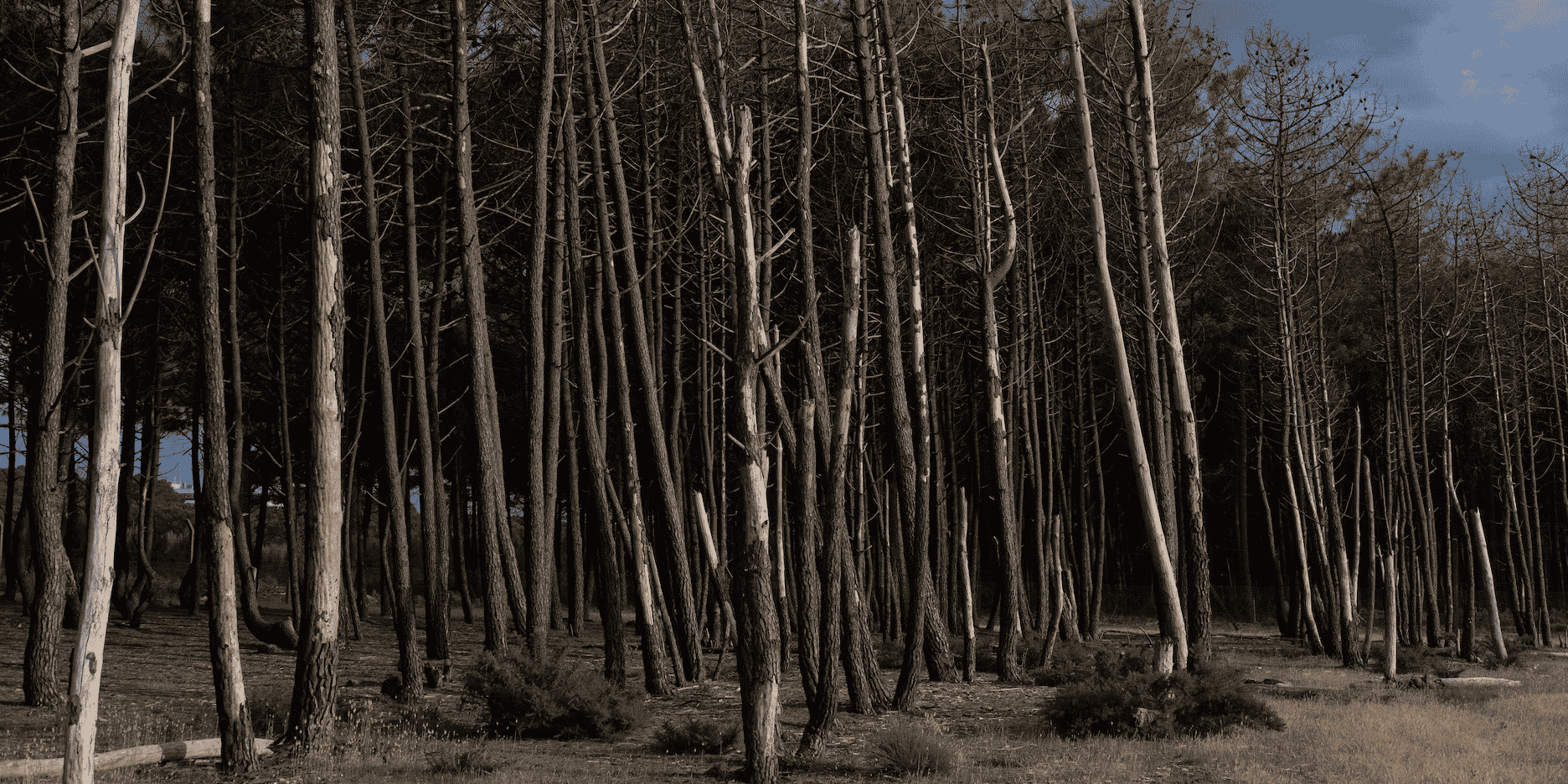 forêt