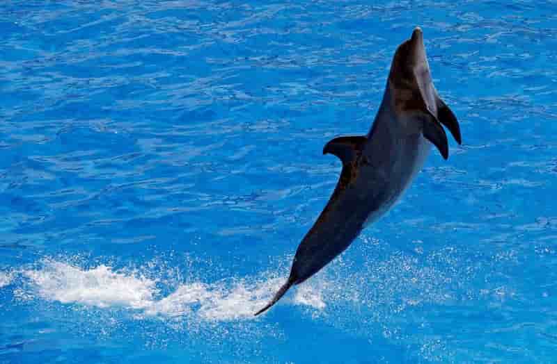 La reproduction des dauphins en captivite reautorisee