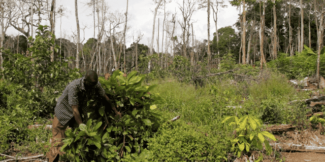 deforestation forêt Côte d'Ivoire Cacao