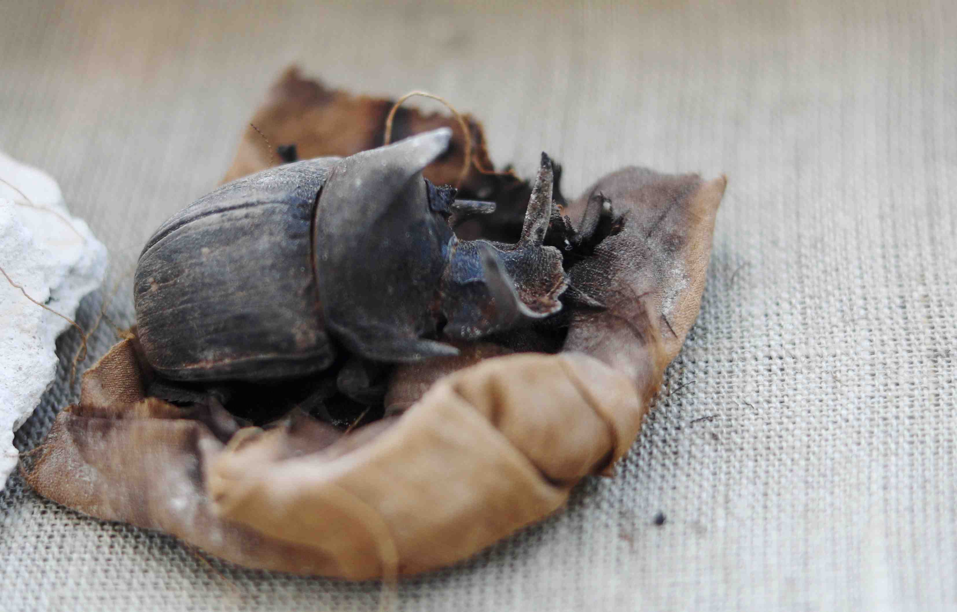 Des scarabees momifies decouverts dans des tombeaux en egypte