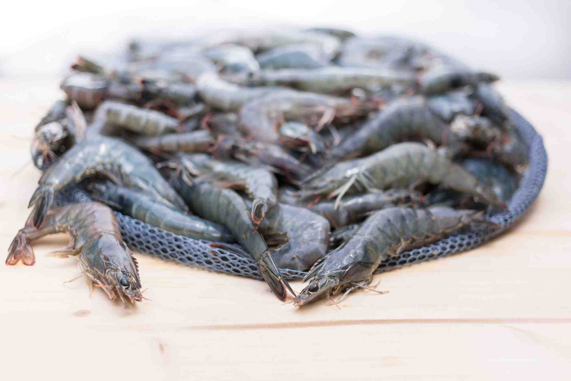 Inauguré jeudi 15  mai, le démonstrateur commercial Mangrove #1 d'Agriloops devrait permettre de produire à Rennes 50 tonnes de gambas premium et locales et 70 tonnes de fruits et légumes d'ici à un an.