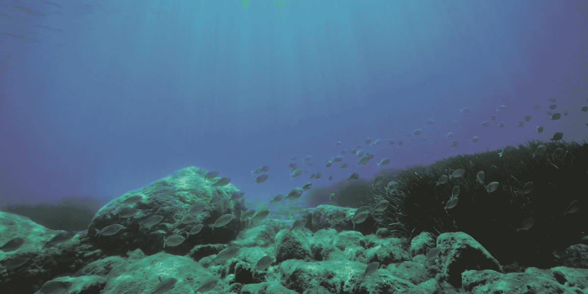 The Metals Company (TMC) espère ouvrir une vaste zone économique offshore pour collecter dans les fonds marins des roches polymétalliques, aussi appelées nodules.