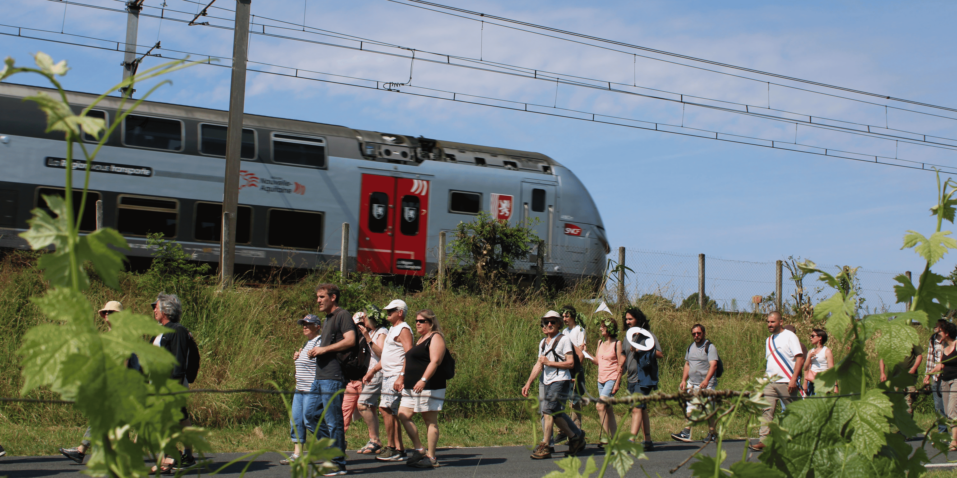 train vin vigne