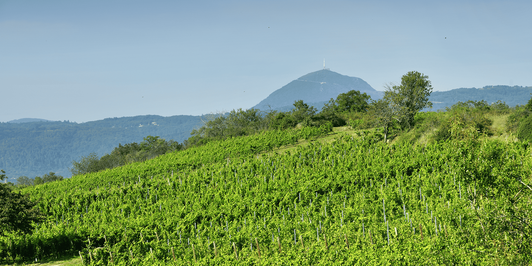 Les premières cuvées auvergnates, labellisées Volcanic Origin, devraient sortir dès l’année prochaine.