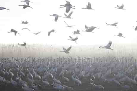 Changements climatiques: des oiseaux hivernent desormais en israel