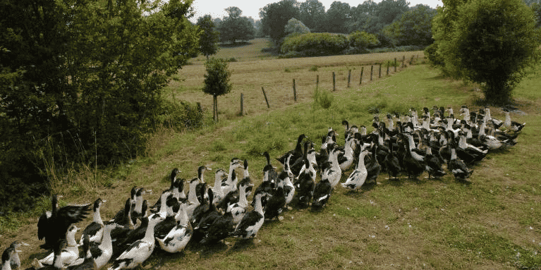 Canards