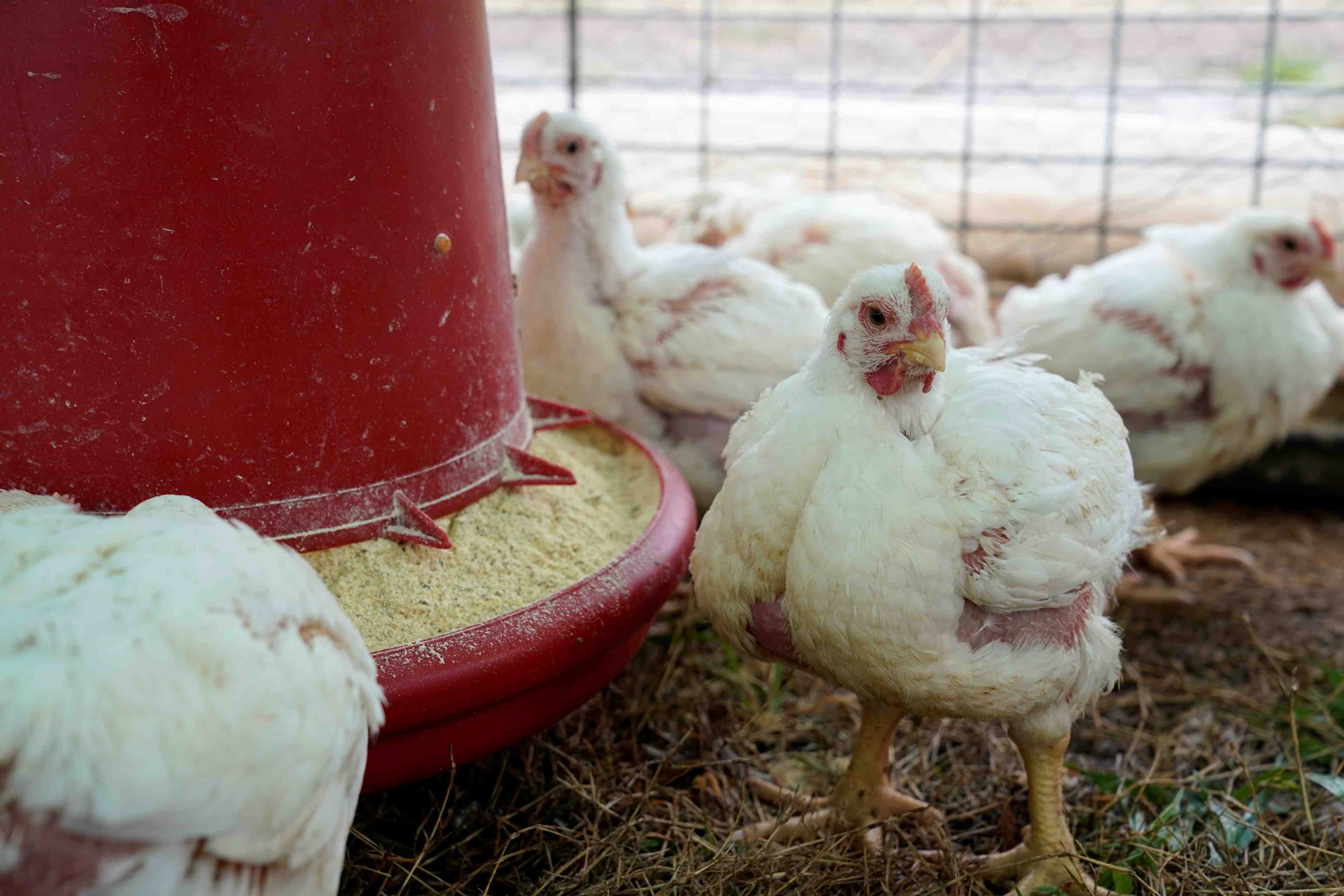 Un foyer de grippe aviaire detecte en haute-corse