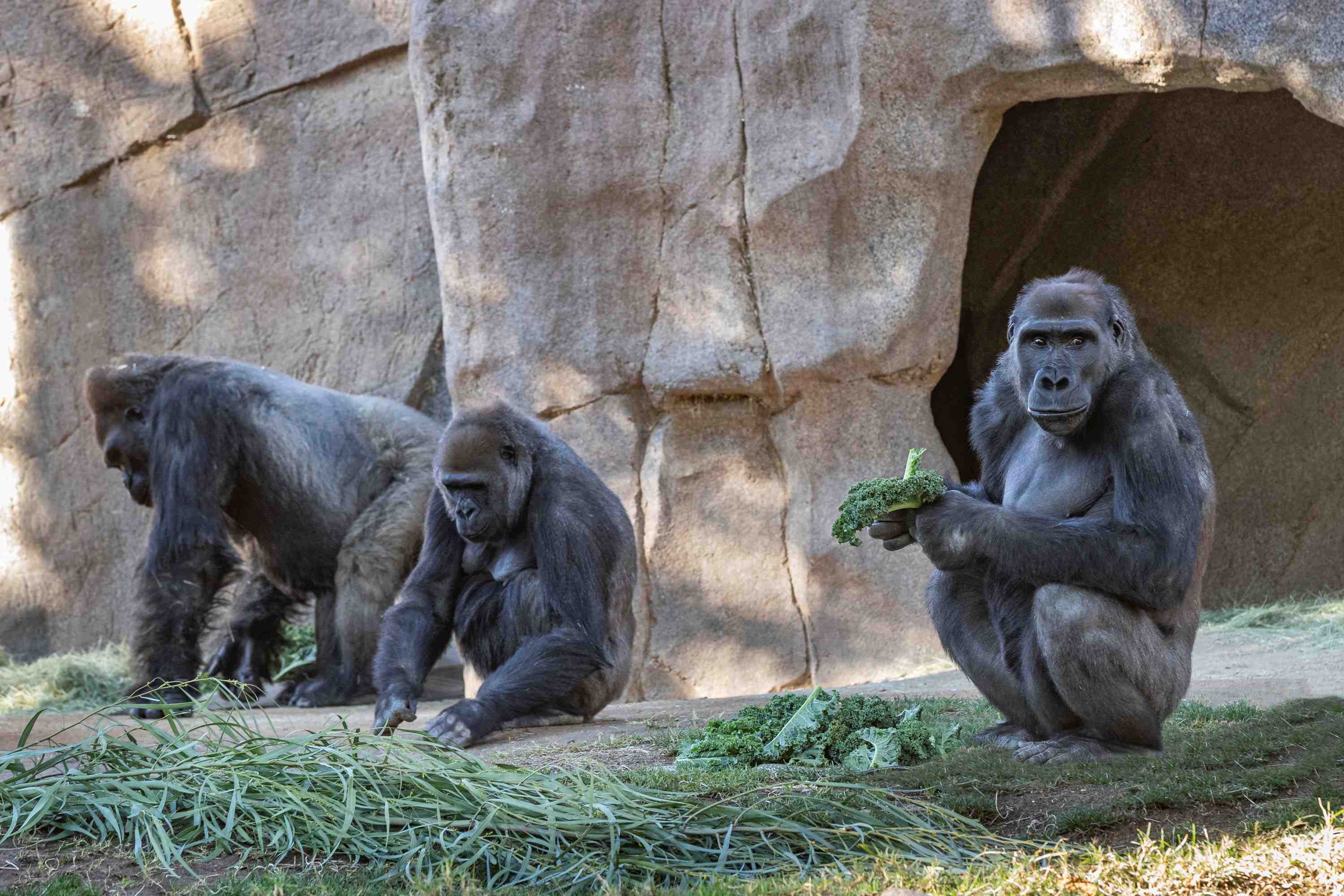 Deux gorilles du zoo de san diego testes positifs au covid-19