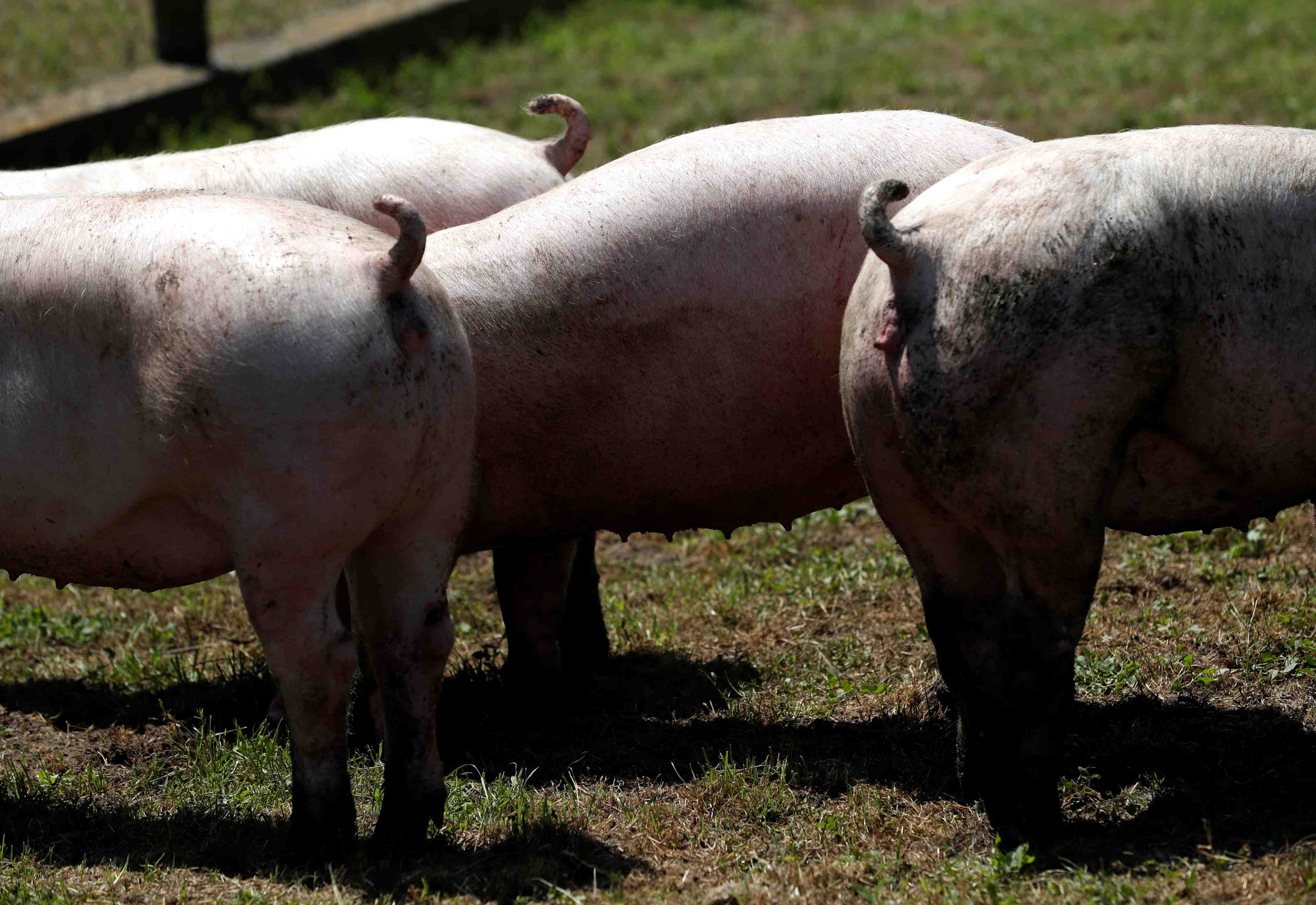 Des grillages a la frontiere franco-belge contre la peste porcine