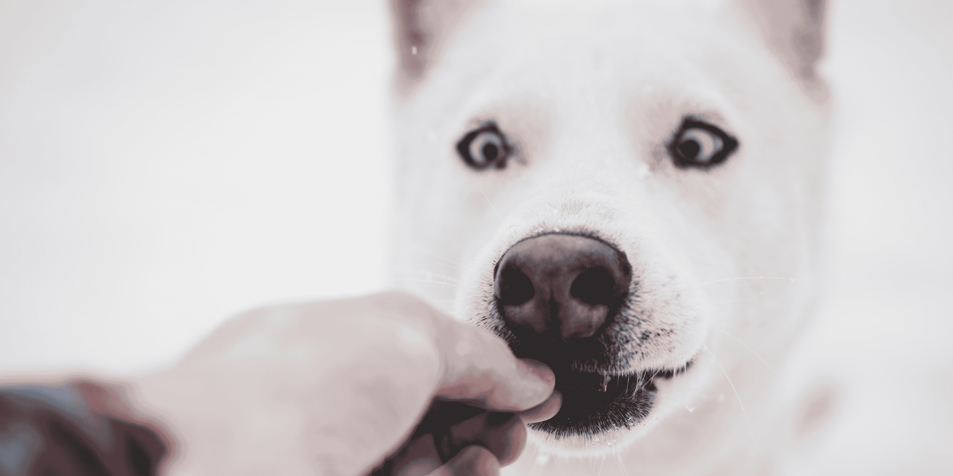 Chien