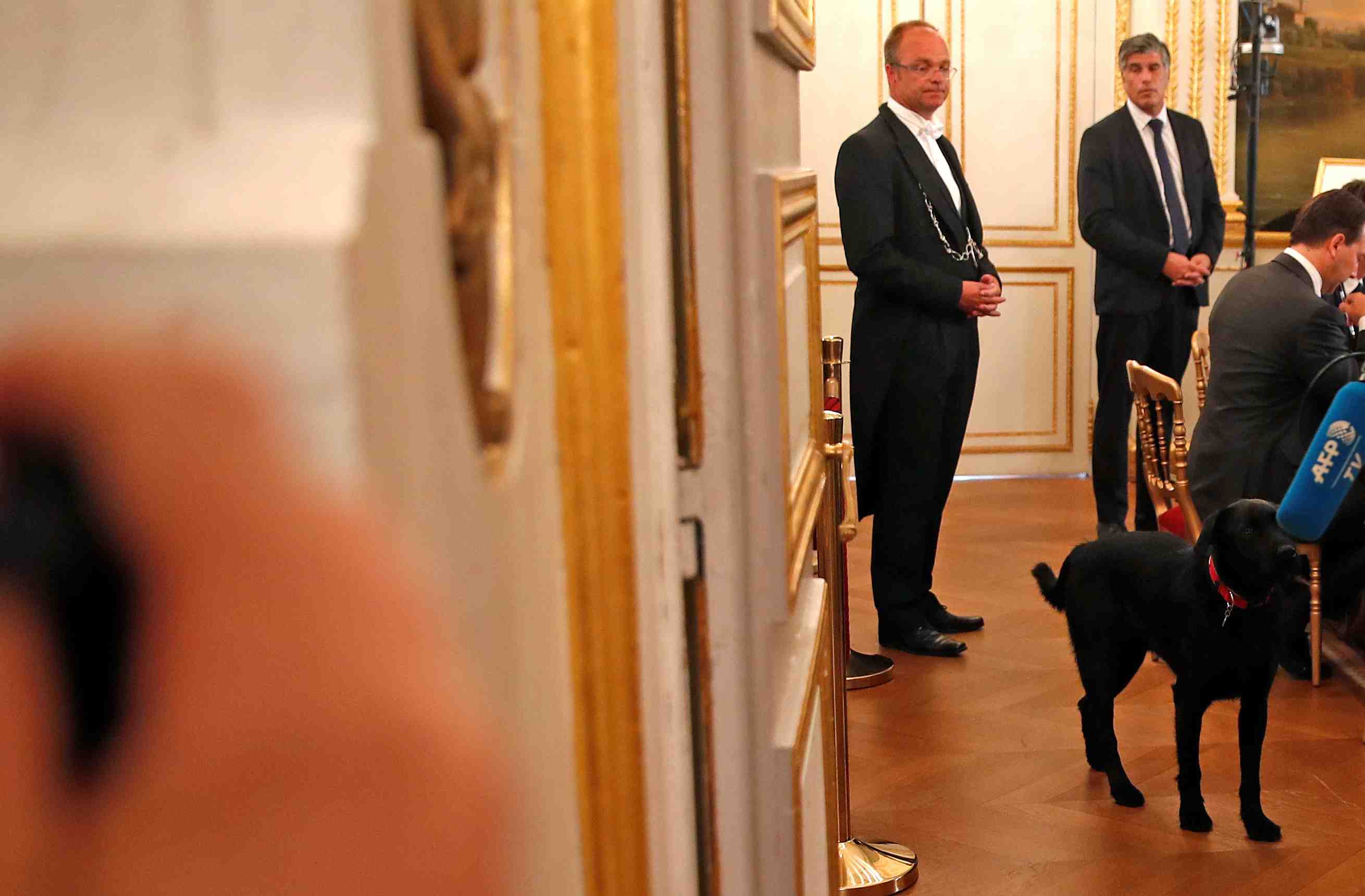 Le labrador nemo fait son entree a l'elysee