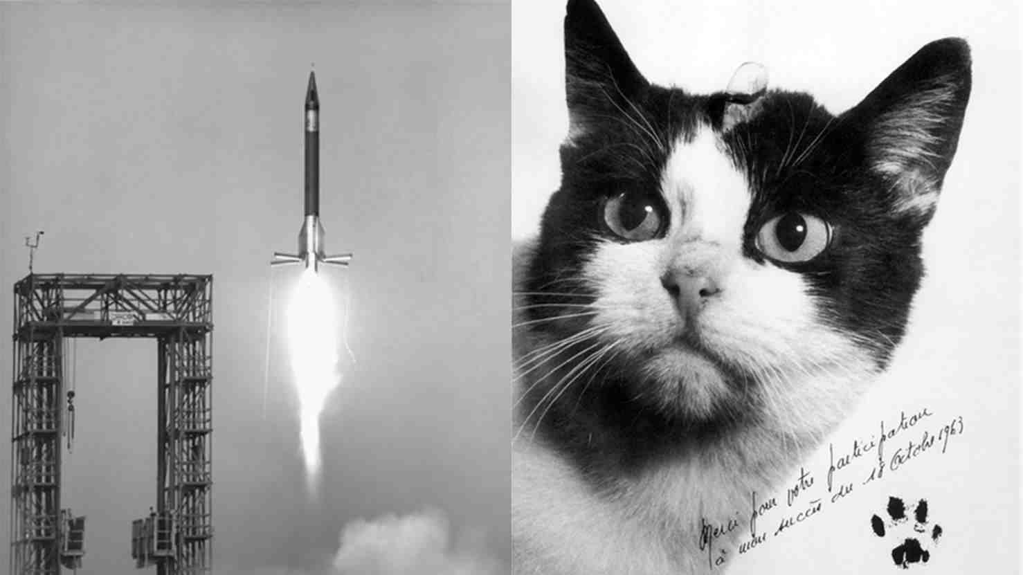Photo dédicacée de la chatte après son vol suborbital