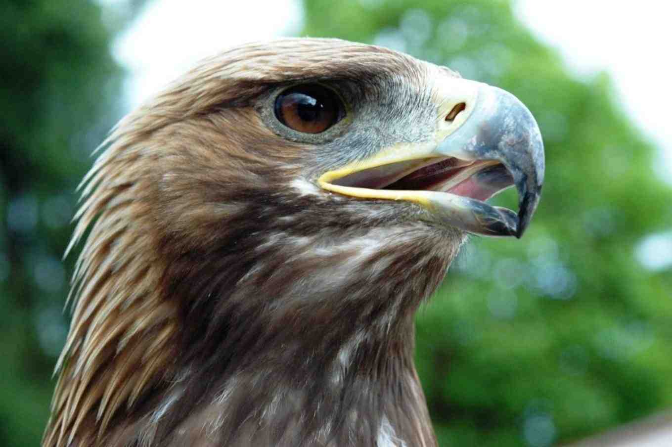 Aigle royal