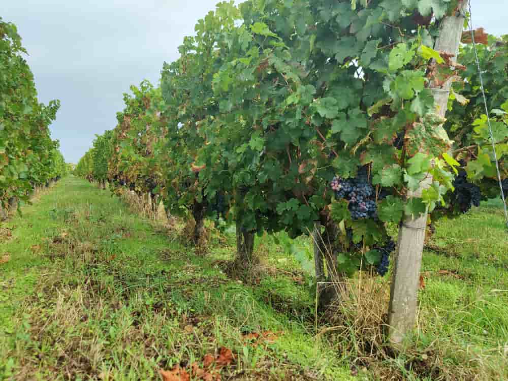Le prix des vignes est orienté à la baisse dans la quasi-totalité des appellations du vignoble bordelais.